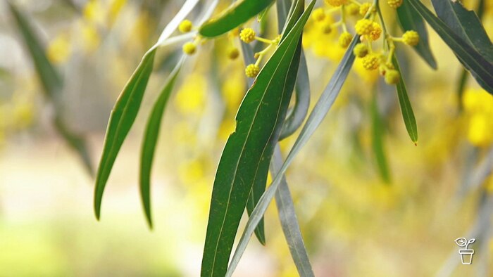 Wattle tree with bright yellow spherical flowers