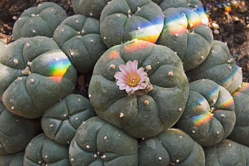 A photo of a peyote cactus, one plant with a pink flower in its centre