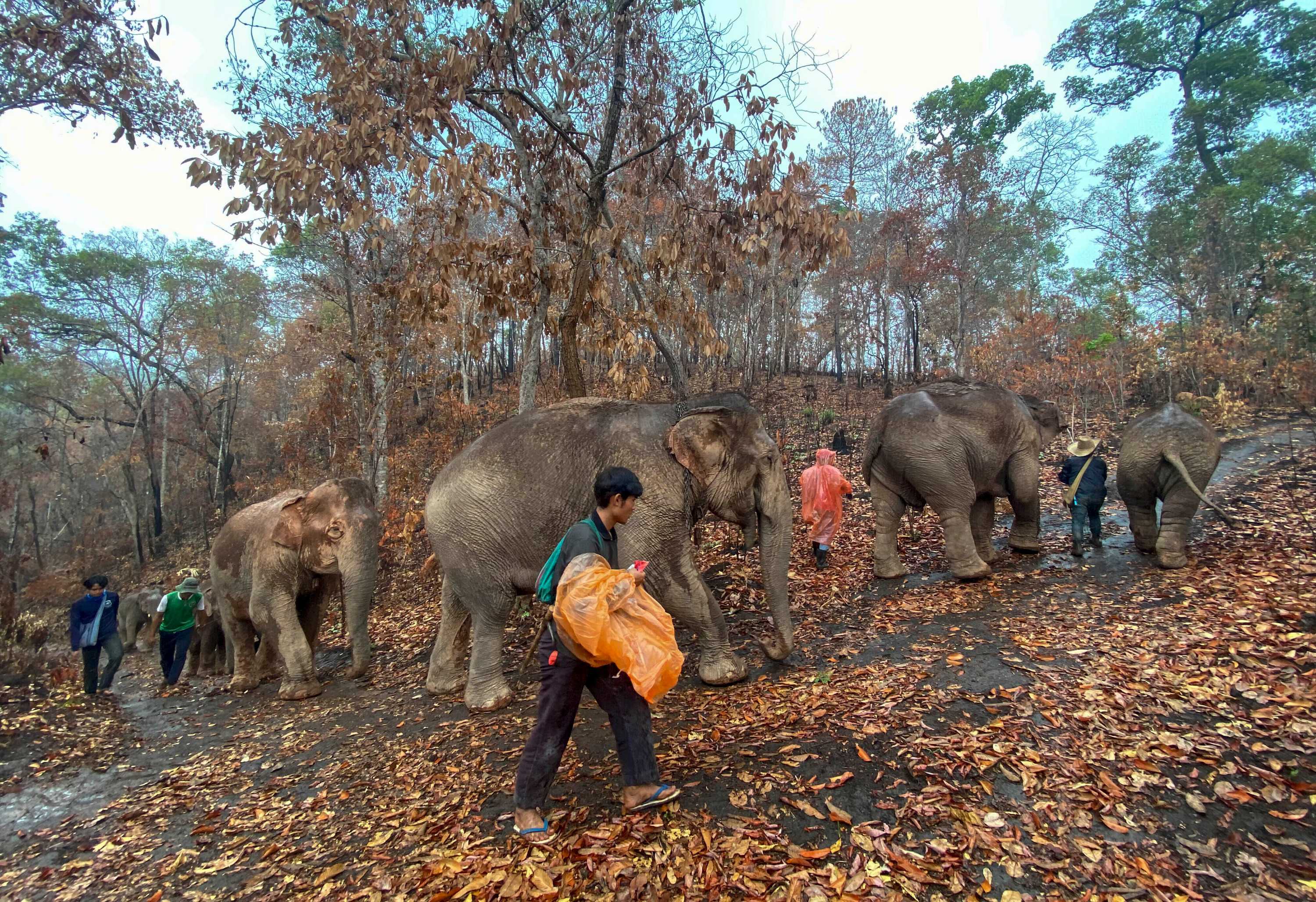 a herd of elephants walk alongside humans on a dirt road