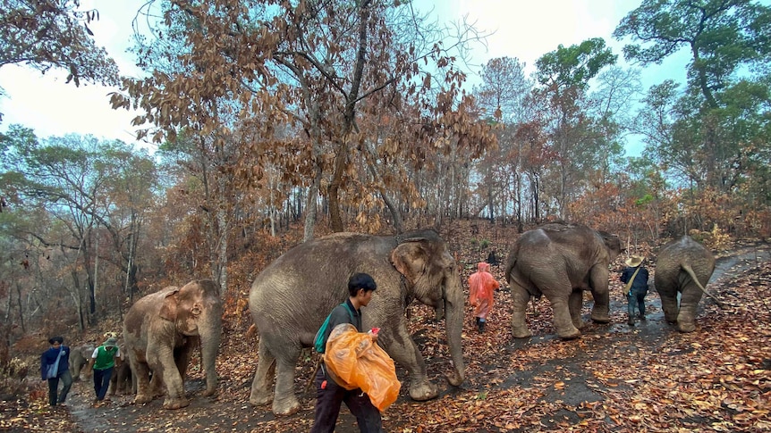 a herd of elephants walk alongside humans on a dirt road