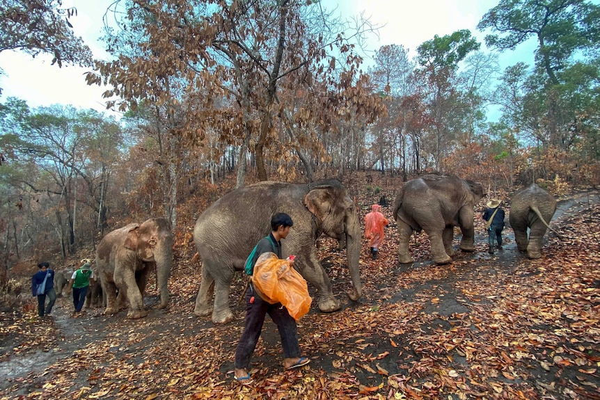a herd of elephants walk alongside humans on a dirt road