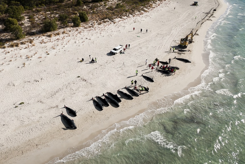 About a dozen beached whales lie side by side