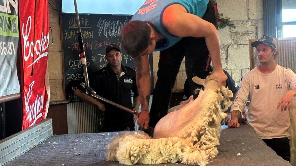 Shearing competition in front bar - ABC News