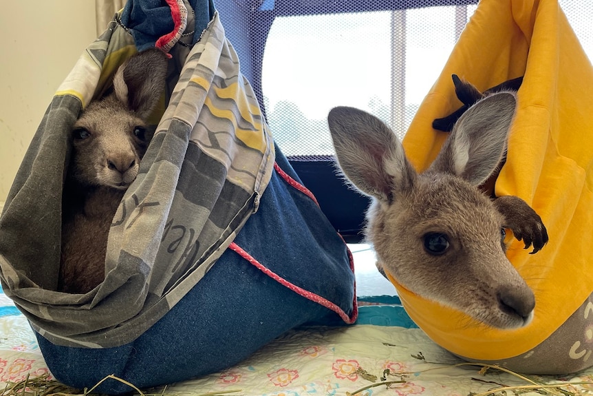 Two silver furred kangaroo joeys peeking out of fabric pouches hanging on the side of a baby's cot.