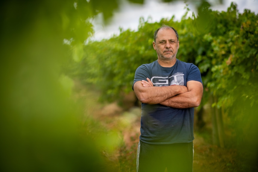 Grape and olive grower Nontas Koutouzis stands amid vines.