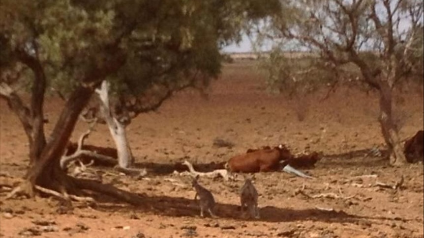 Drought conditions on Goodwood Station, Boulia