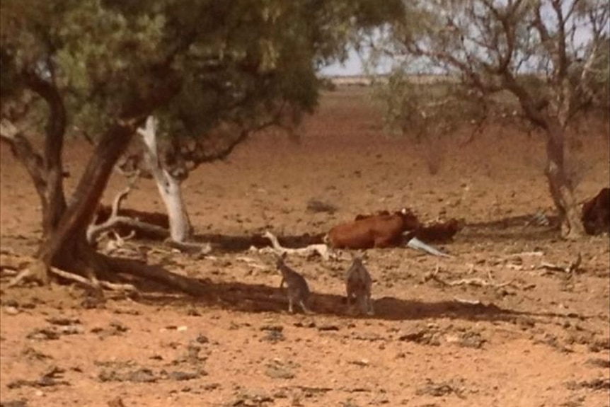 Drought conditions on Goodwood Station, Boulia
