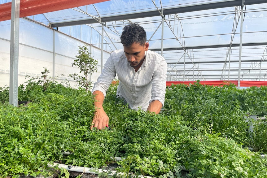 Image of a man tending to a garden of herbs.