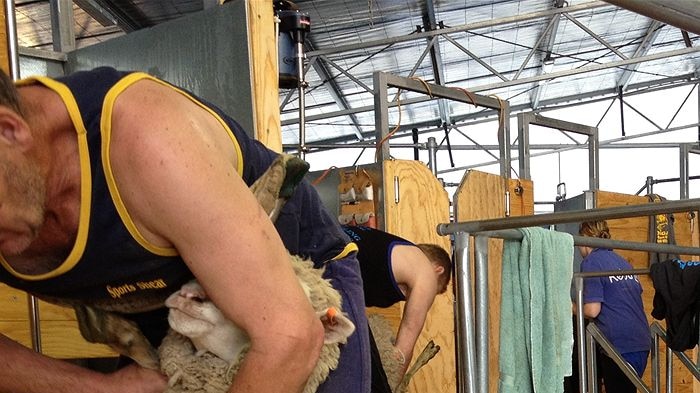 Shearers and wool handlers at work in the new Wesley Dale shearing shed