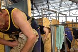 Shearers and wool handlers at work in the new Wesley Dale shearing shed