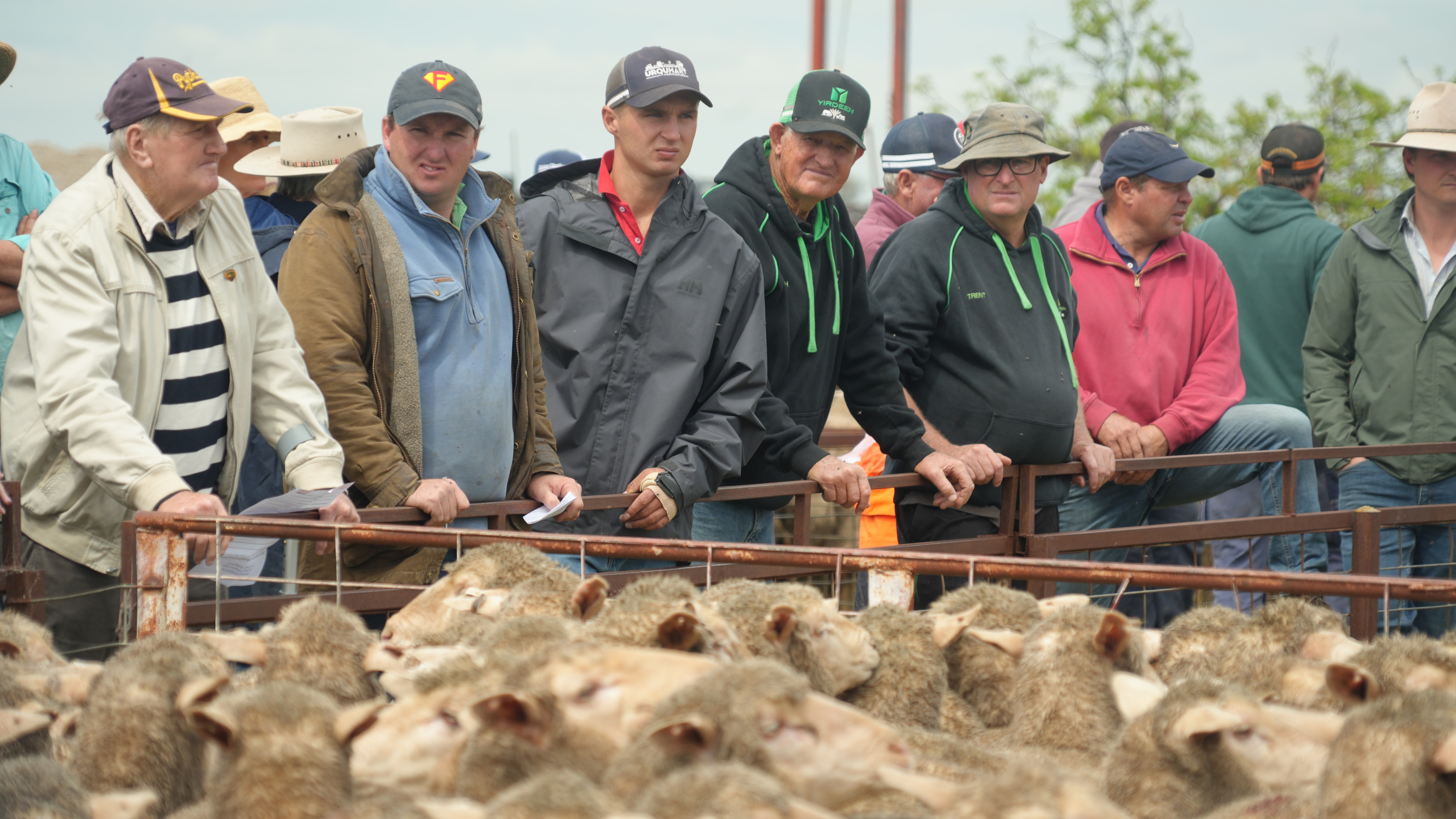 A group of people in a line behind a rail at the sheep sale.