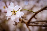 Pollinating almond tree flowers