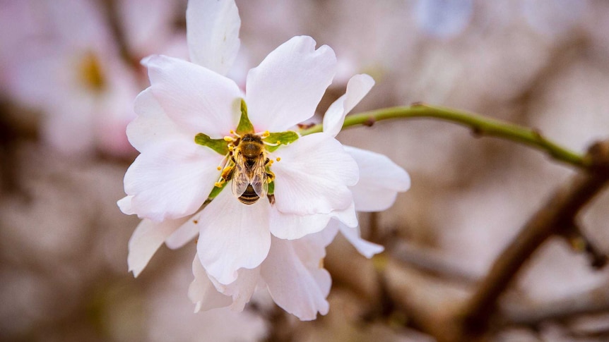 Pollinating almond tree flowers