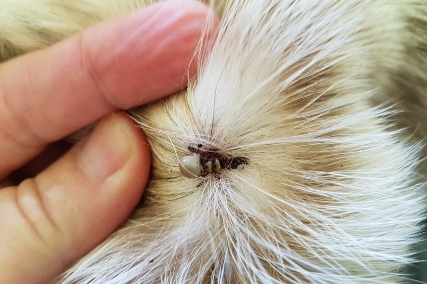 A tick on a dog.