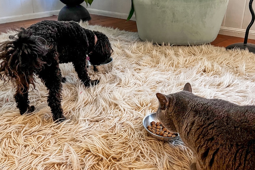 A black toy poodle and a blue (grey) British shorthair cat  are seen eating their dry food in bowls on a white carpet.