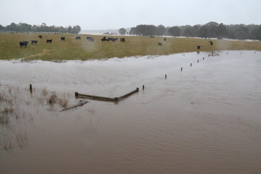 Cows stand on one side of a paddock away from deep floodwaters 
