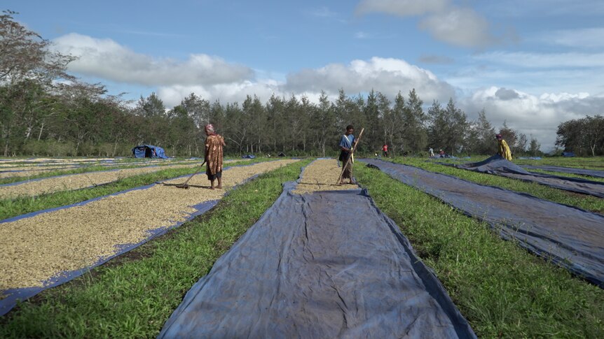 Coffee being dried at a plantation in Jiwaka Province