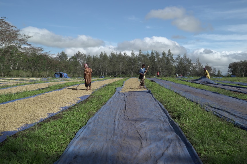 Coffee being dried at a plantation in Jiwaka Province