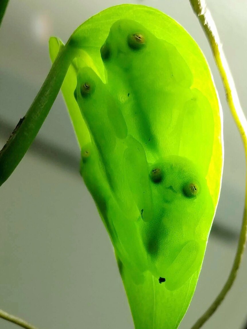 Three frogs hidden on a leaf