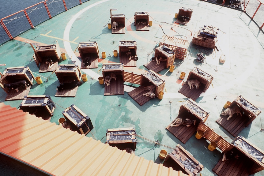 Looking down on a ship's deck where there are about 20 wooden structures, with a husky in each, and drums of water nearby