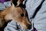 A close up of a kangaroo lying on a blanket