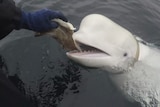 A beluga whale being fed fish from a boat.  