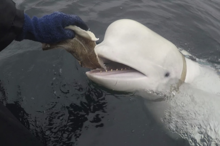 A beluga whale being fed fish from a boat.  