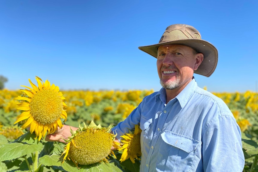 Whitton sunflower grower Craig Kefford in his 2020/21 crop.