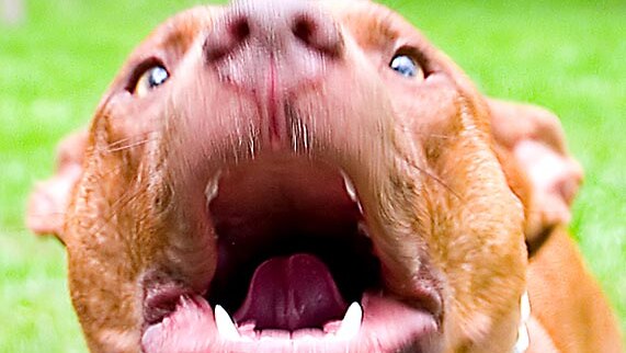 A pitbull terrier barks