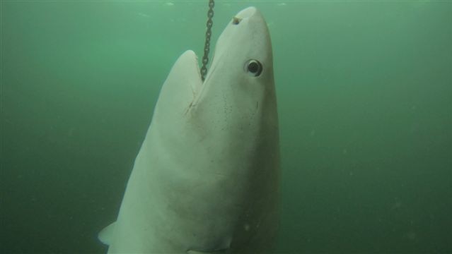 Premier Colin Barnett says WA's shark cull policy has cost about $1 million.