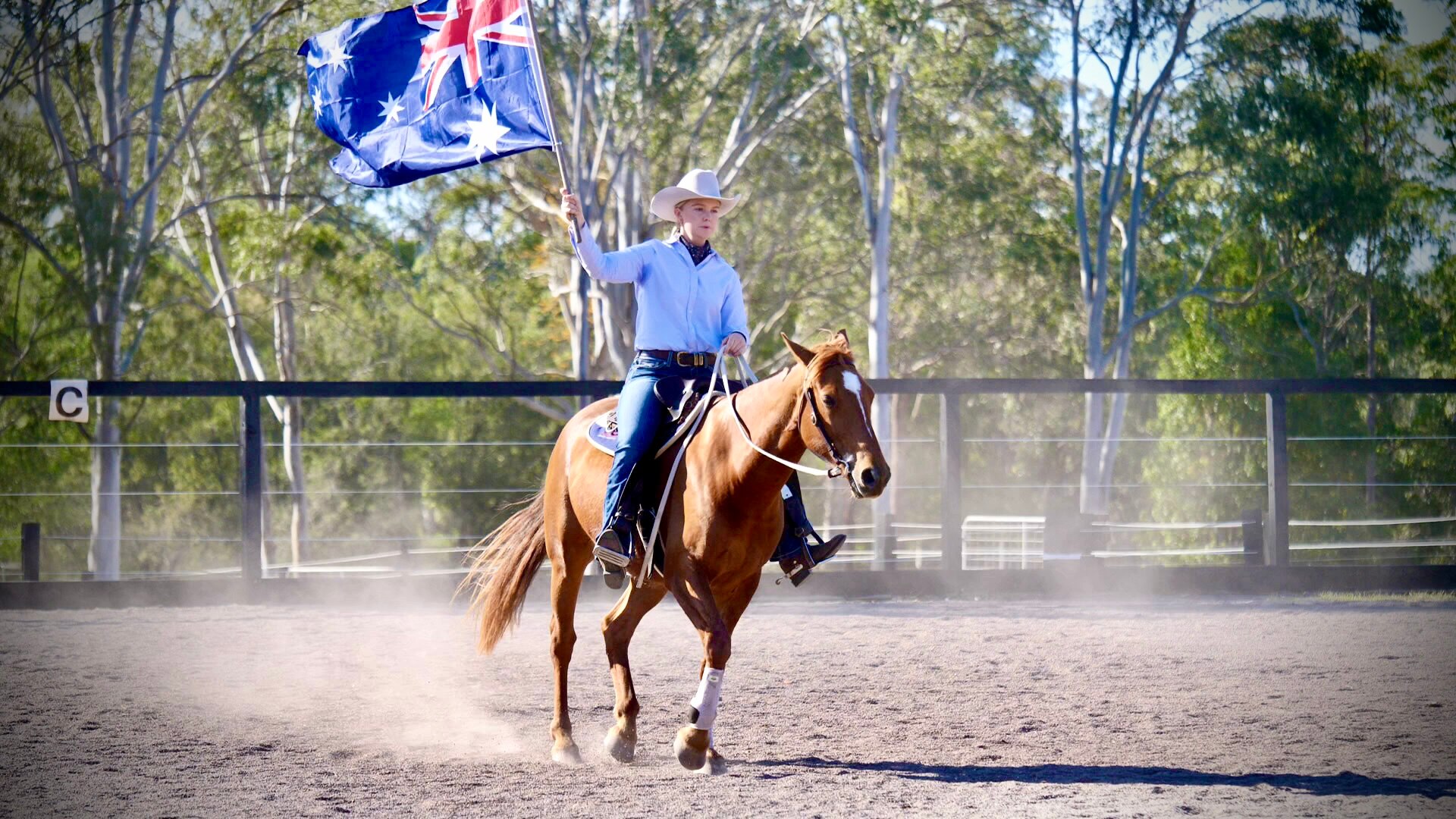 The Brumby Project shows wild horses' big potential - ABC News
