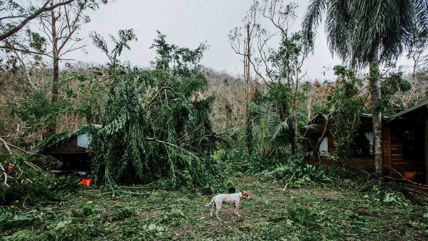 A dog stands in a garden full of debris
