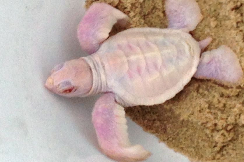 Albino turtle with red eyes