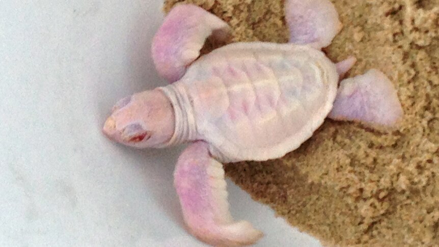 Albino turtle with red eyes