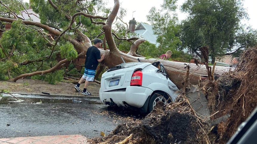 A fallen tree crushes a car in Wembley