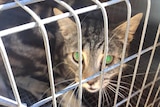Feral cat captured in Rosewater