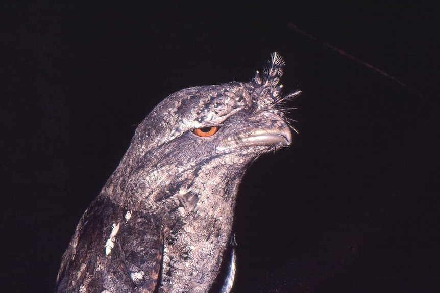 frogmouth owl