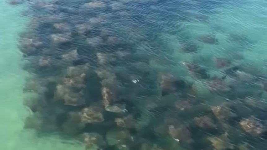 Hundreds of migrating of cownose rays filmed in a Gold Coast creek