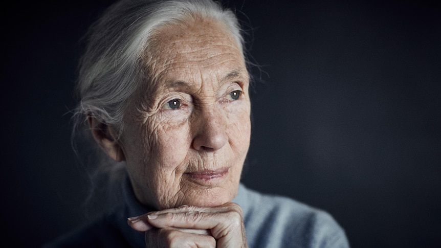 A close-up portrait of Jane Goodall looking into the distance.