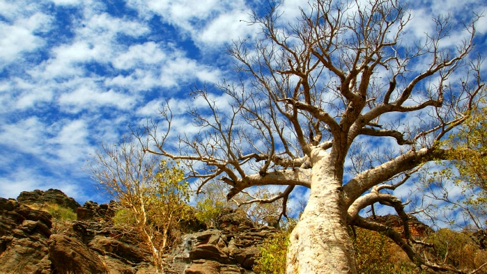 A tall leafless boab tree soars up against a blue Australian sky/