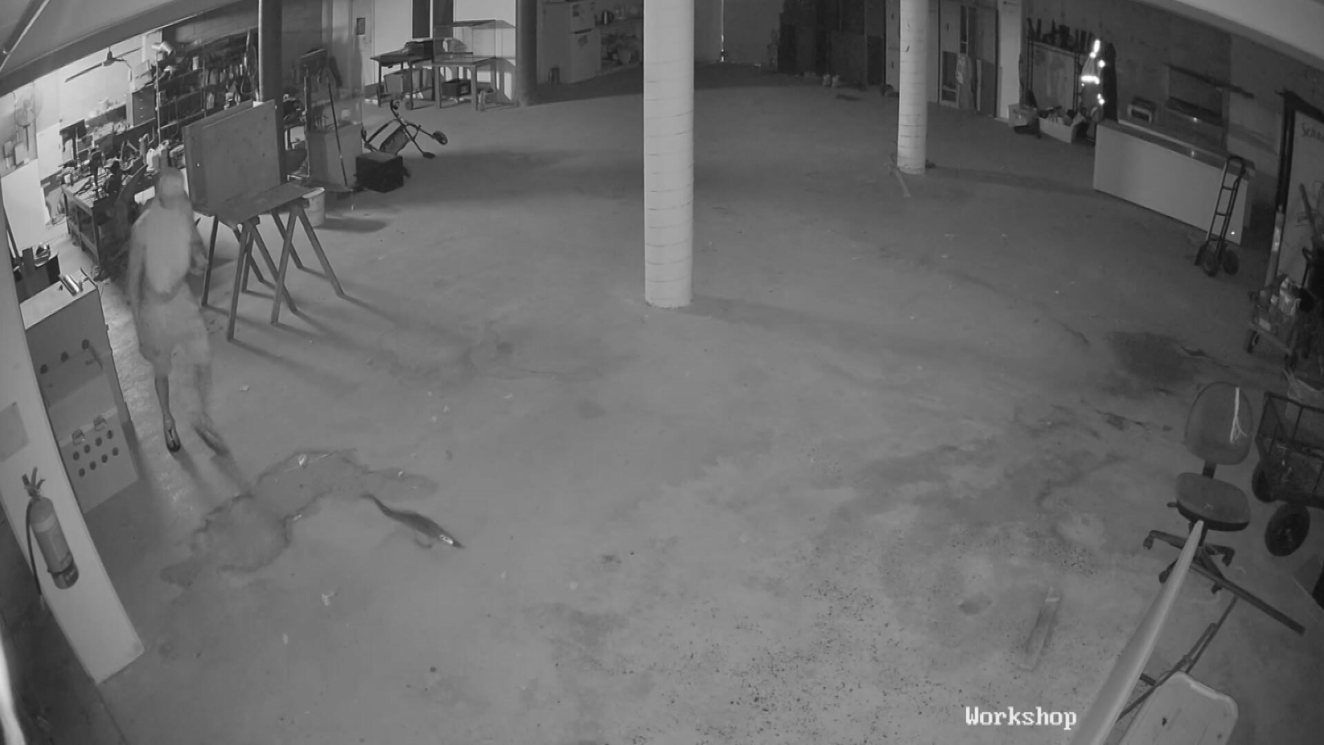 クロコダイルが盗まれた、男がダーウィンのクロコディルスパークに侵入した後に自由に設定