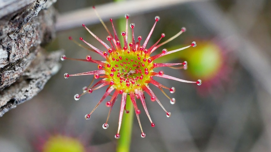 Close up of flower head, yellow background with numerous spike shaped protrusions