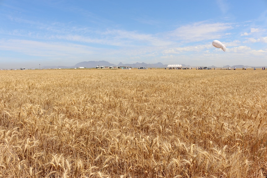 Mexican wheat fields