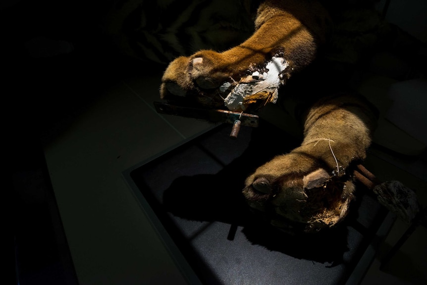 Tiger paws positioned for x-ray