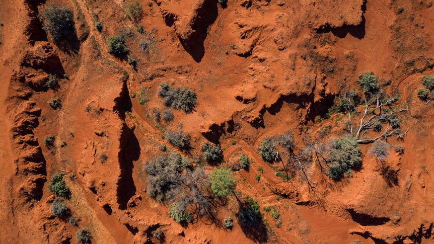 An aerial photo of orange desert with a collection of green trees