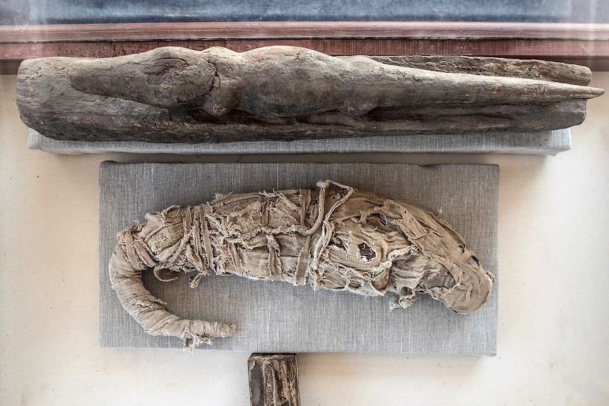 A mummified crocodile.
