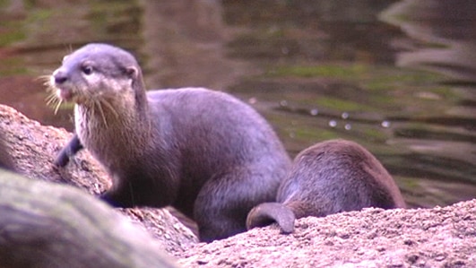 Otter pups