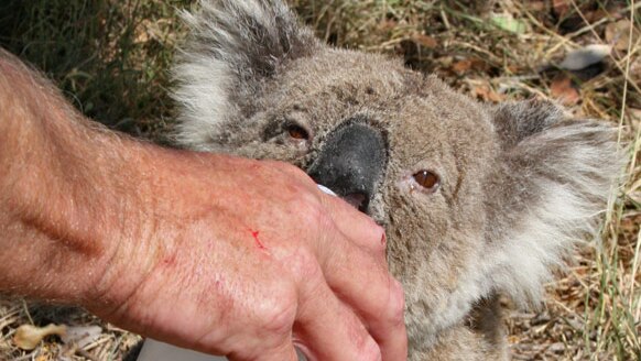 In a total departure from wild behaviour, this female koala pursued John Lemon and Dan Lunney for water.