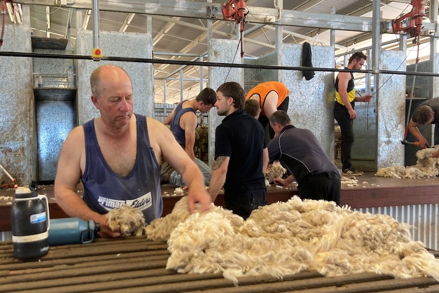 A learner shearer classes wool at a classing table.