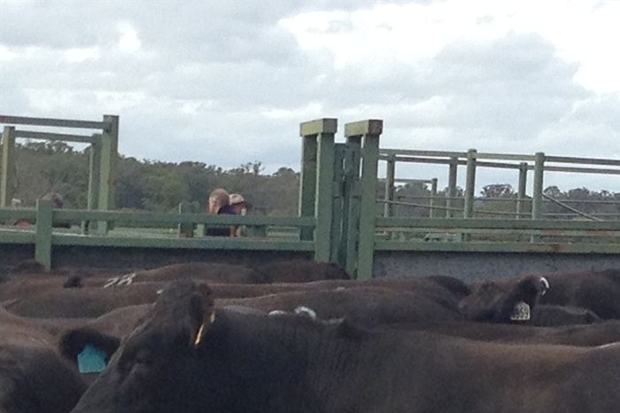 The cattle are part of a progeny trial near Armidale